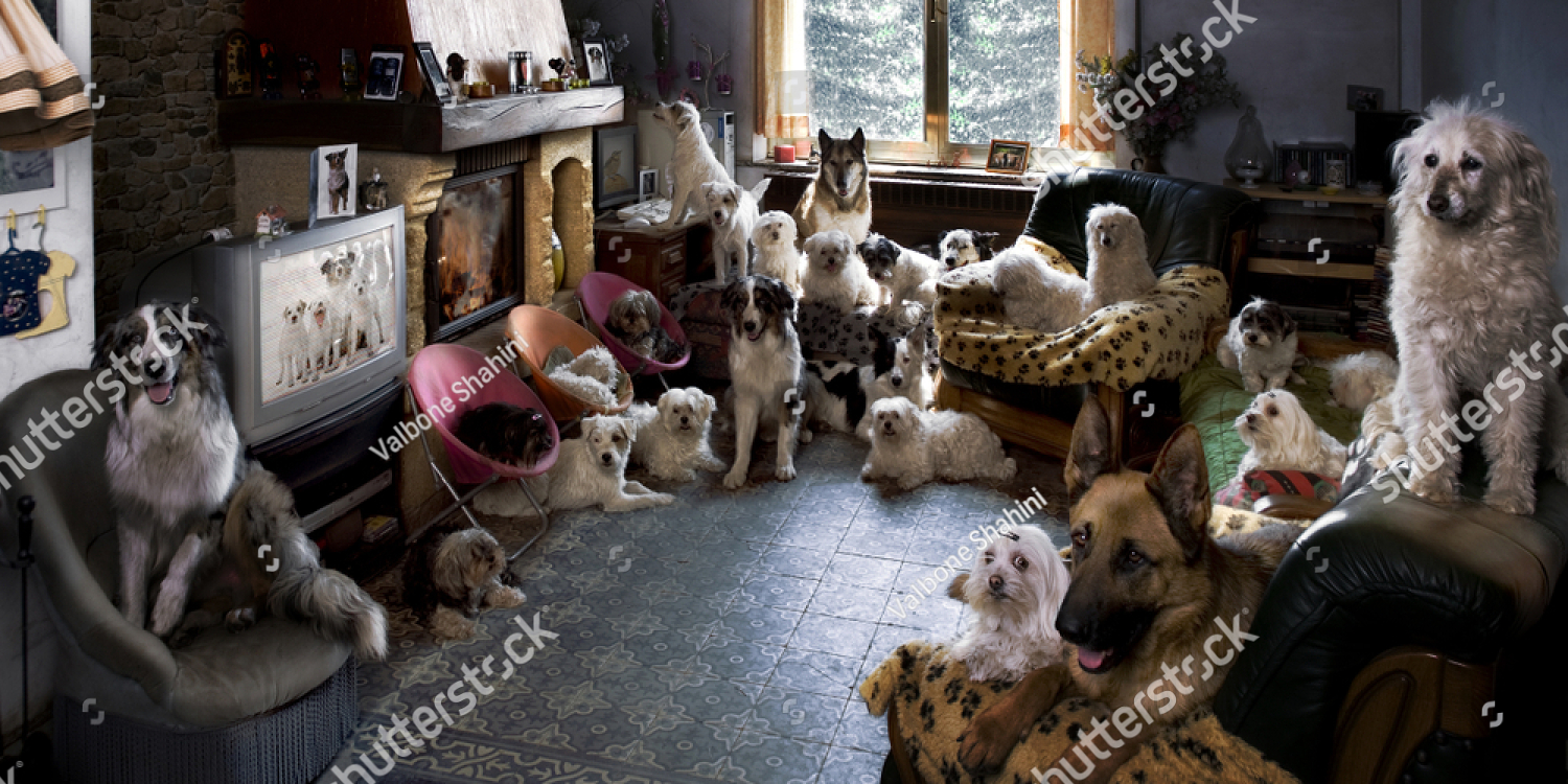 https://www.acupet.com.au/wp-content/uploads/2018/04/stock-photo-a-room-full-of-dogs-1040935294.png